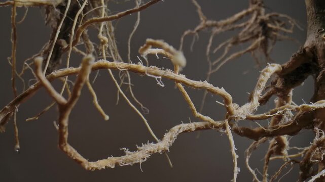 Macro shot of wet plant roots with visible water droplets, showcasing natural texture and organic structure.