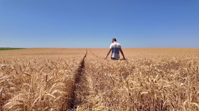 Man touching fresh wheat on the farm.