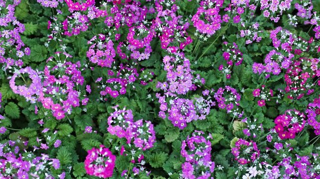 The blooming primrose plant