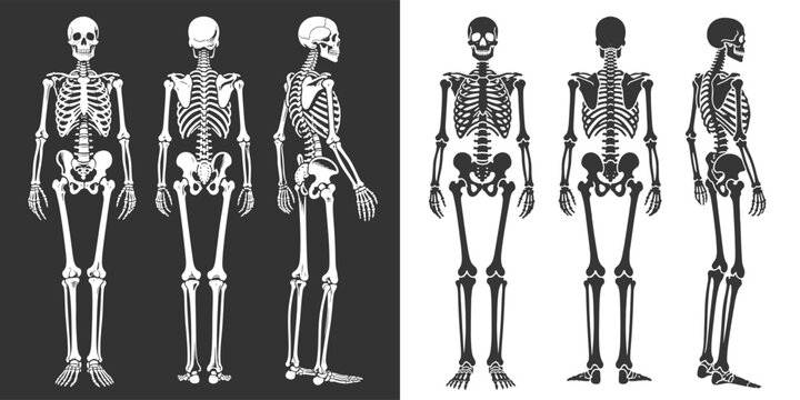 Human Skeleton Silhouettes in Multiple Views: Front, Side, Back