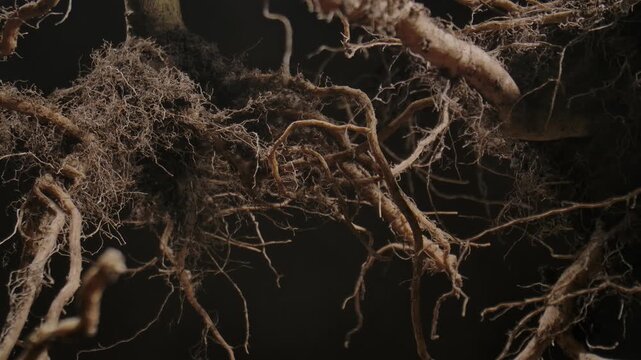 Macro shot of a tree or plant root system showcasing intricate textures and organic patterns in nature.
