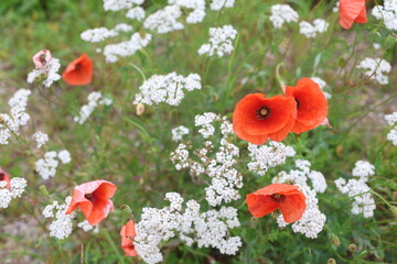 Feld mit Mohnblumen und Schafgarbe © Photography