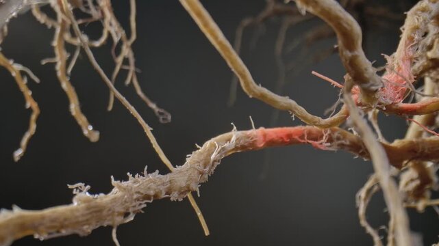 Macro shot of a tree or plant root system with a red beam of light shining through them, showcasing intricate textures and organic patterns in nature.