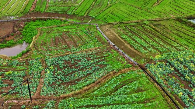 Interlocking Fields Create a Textured Landscape of Color and Life, Drone