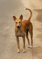 A brown dog is standing on a road