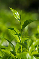 A green leafy plant with a stem