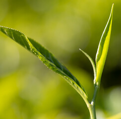 A leaf of a plant is shown in the foreground