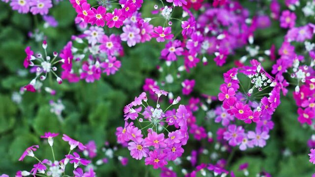 The blooming primrose plant