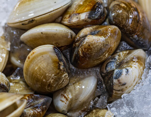 A pile of clams on ice