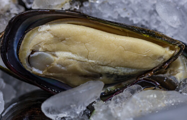 A shellfish is cut open and is on a tray of ice