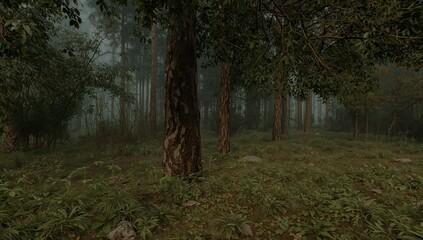 Obraz premium Forest Scene With Tall Trees and Dense Foliage in Early Morning Fog Near a Hiking Trail