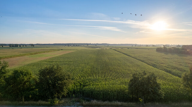 Aerial View of Green Agricultural Farmland with Crop Rows at Golden Hour Sunset