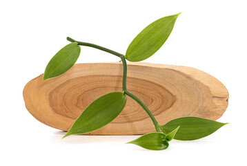 Vanilla branch green leaves and blank wooden planks isolated on white background.