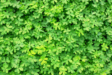 Obraz premium Dense cover of white creeping clover. Green natural background