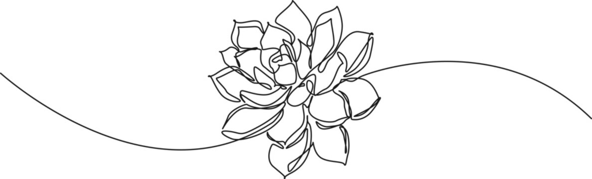 continuous line drawing of Echeveria succulent plant, line art vector illustration