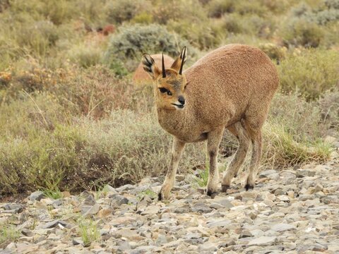 Male klipspringer at the roadside