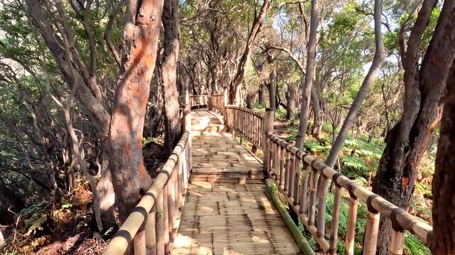 Cinematic 4K Walk Along the Bamboo Cantigi Skywalk at Kawah Putih in Ciwidey West Java Indonesia Through a Cantigi Forest