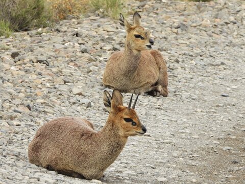 Male and female klipspringers in the road