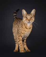 Obraz premium Well typed elegant golden brown Savannah cat, standing up facing front. Looking attentive towards camera. Isolated on white background.