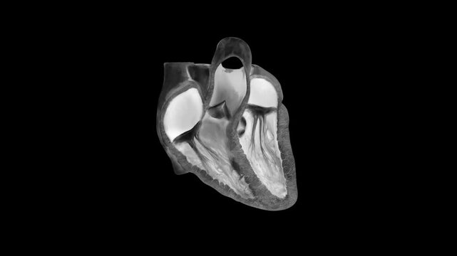 Human Heart Anatomy 3D Medical Illustration Showing Cardiac Chambers, Ventricles and Internal Structure Isolated on Black Background