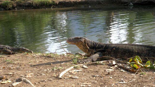 Monitor Lizard at Lumpini Park Bangkok Thailand
