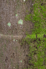 Trunk with moss and lichen. Rustic wood background