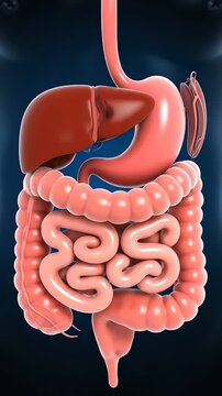 3D Medical Animation of Human Digestive System Anatomy Showing Stomach Liver and Intestines Isolated on Dark Blue