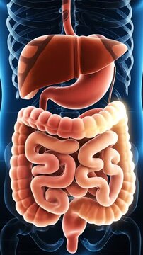 3D medical illustration of the human digestive system featuring liver stomach and intestines with glowing digestion