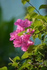 Bougainvillea pink blossoms close up with natural green background