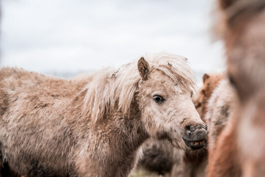 Close-up portrait of a small miniature pony with windswept mane in snowy winter setting, expressing cold weather beauty, minimal countryside style, and peaceful animal life