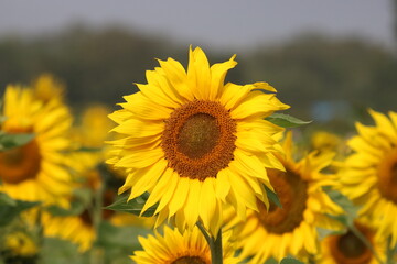 Single vibrant yellow sunflower (Helianthus) against a blurred natural background.
