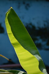 Close up sunlit banana leaf with soft blue background