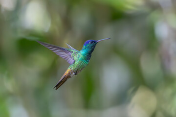 Obraz premium Sparkling violetear (Colibri coruscans) Ecuador