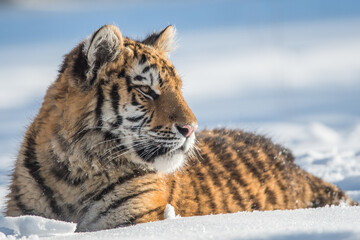 Obraz premium Siberian Tiger running. Beautiful, dynamic and powerful photo of this majestic animal. Set in environment typical for this amazing animal. Birches and meadows