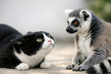 Fototapeta premium Cautious hachiware cat looking up at a ring-tailed lemur