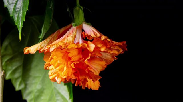 Orange Hibiscus El Capitolio Tequila Sunrise Opens Big Flower in Time Lapse and Wilting Fast. Blooming Red Plant on a Black Background