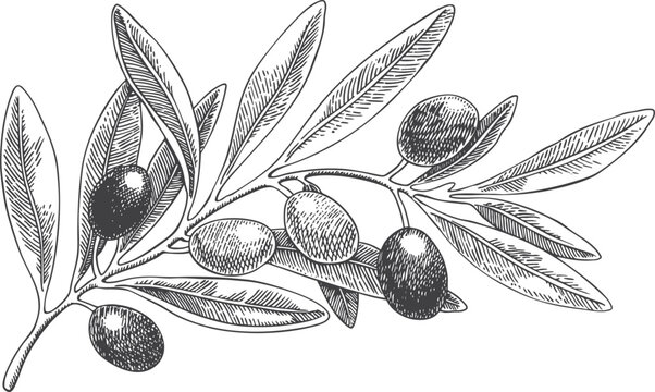 Olive Tree Sketch Images – Browse 73,340 Stock Photos, Vectors