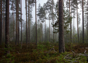 Obraz premium morning foggy forest. forest in the fog. forest landscape. nature beauty.