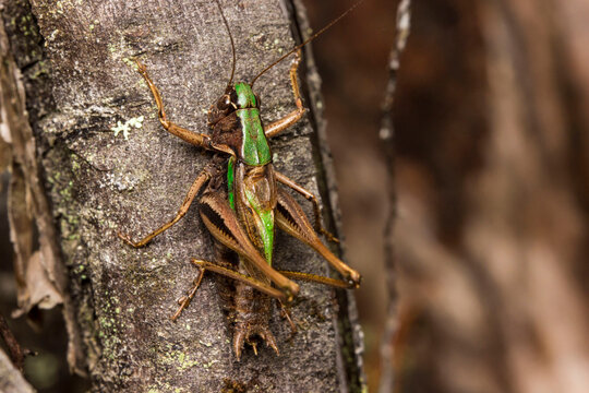 grasshopper. detailed photo. colorful macro photo of an insect in the wild. screensaver. space for text.