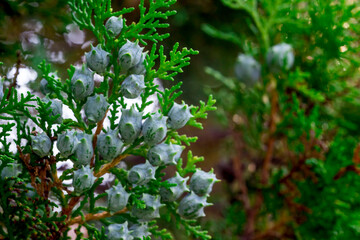 Fototapeta premium thuja on a blurred background with highlights and bokeh. colorful plantation photo. natural beauty. close-up. evergreen plant. free space. space for text. design template.