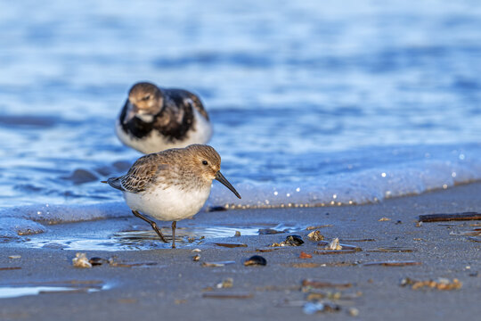 Sanderling (Calidris alba) and ruddy turnstone in winter plumage foraging for crustaceans in intertidal zone on sandy beach along the North Sea coast