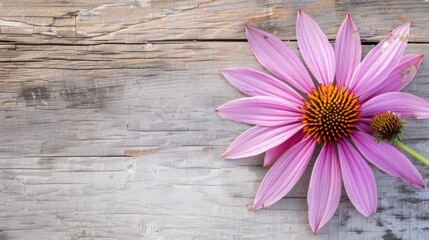 Vibrant Echinacea Coneflower
