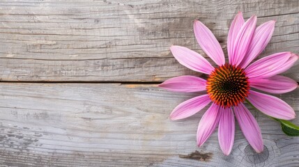 Vibrant Echinacea Coneflower
