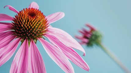 Vibrant Echinacea Coneflower
