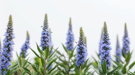 Echium Pride of Madeira with Copy Space