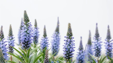 Echium Pride of Madeira with Copy Space