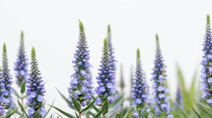 Echium Pride of Madeira with Copy Space