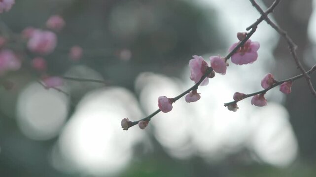 満開の紅梅