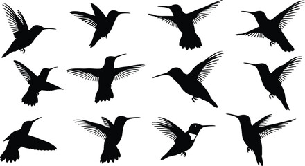 Fototapeta premium Collection of hummingbird vector silhouettes isolated on white background featuring small tropical birds in various flight poses for nature wildlife and garden decorative graphic design.