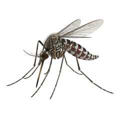 Close-up image of a mosquito in detailed view with transparent wings  background